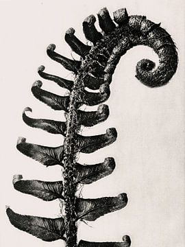 Karl Blossfeldt - Polystichum Munitum van Old Masters