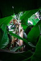 Bananenplanten in de Botanische Tuin in Madeira