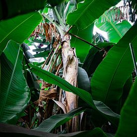 Bananenstauden im Botanischen Garten auf Madeira von Youp Lotgerink