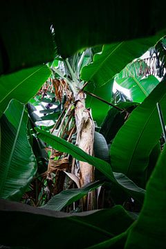 Bananenplanten in de Botanische Tuin in Madeira van Youp Lotgerink