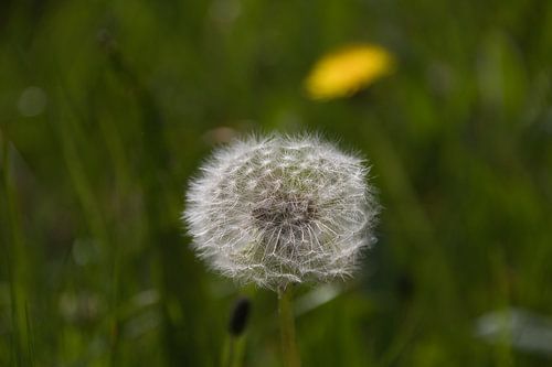 Verträumter Löwenzahn
