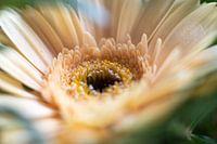 Bloem: Gerbera