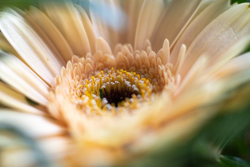Flower: Gerbera by Elma Mud
