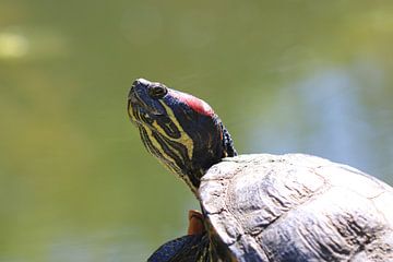 Yellow-cheeked tortoise by Matthias Brix