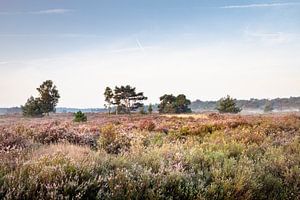 Sonniger Morgen in der Kalmthoutse Heide
