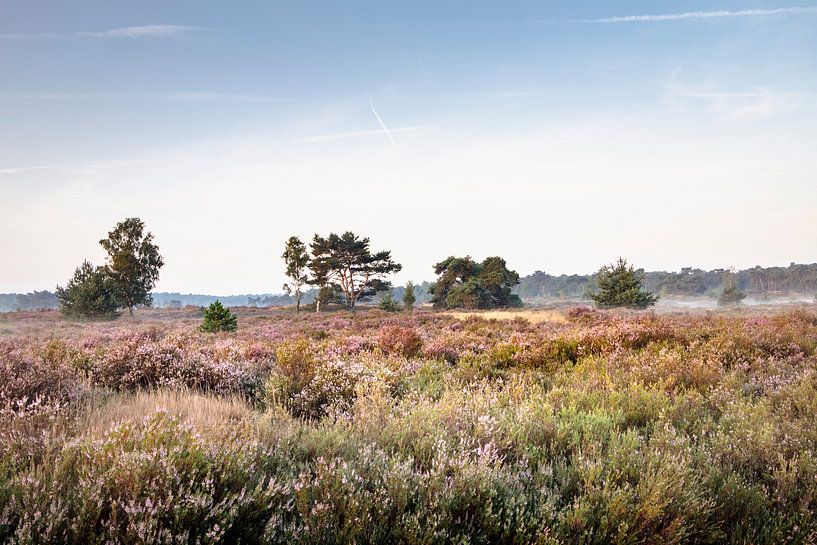 Zonnige ochtend op de Kalmthoutse Heide van Daan Duvillier | Regio in de Kijker