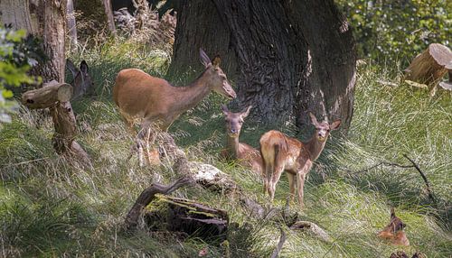 Un groupe de cerfs à Dyrehaven, au nord de Copenhague, au Danemark