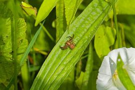 Araignée sur la lame sur Brian Bonckaert Fotografie