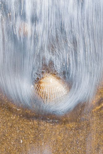 Coquillage dans les vagues sur Yanuschka | Fotografie Noordwijk