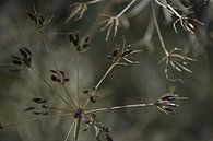 Abstract nature by Bianca ter Riet thumbnail