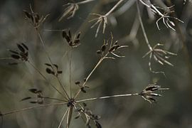 Abstrakte Natur von Bianca ter Riet