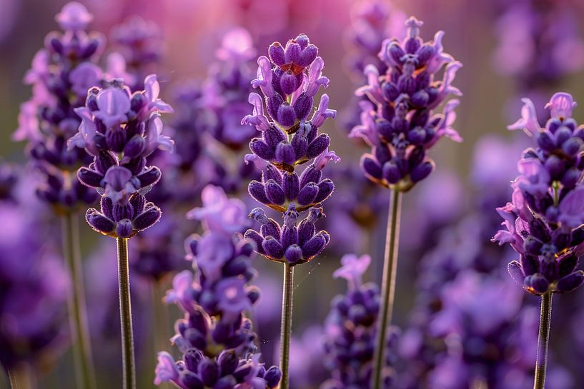 Close-up van lavendelbloemen in zachte zonneschijn van Art & Soul Creations