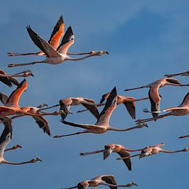 Karibik Flamingo's von Lex van Doorn