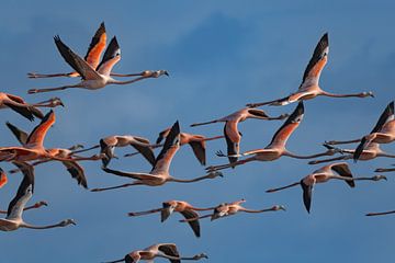 Caribbean Flamingo's by Lex van Doorn