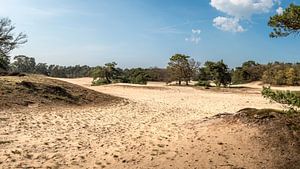 Panorama des petites dunes