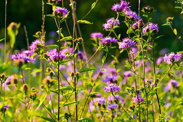 Een veld vol wilde koerenbloemen van Jan Van Bizar