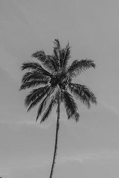 Een elegante palmboom in zwartwit in het paradijselijke Bali van Marcus PoD