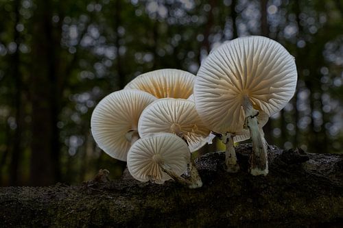 Bank of porcelain mushrooms