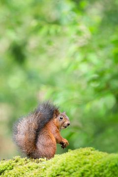Écureuil rouge en vert sur Elles Rijsdijk