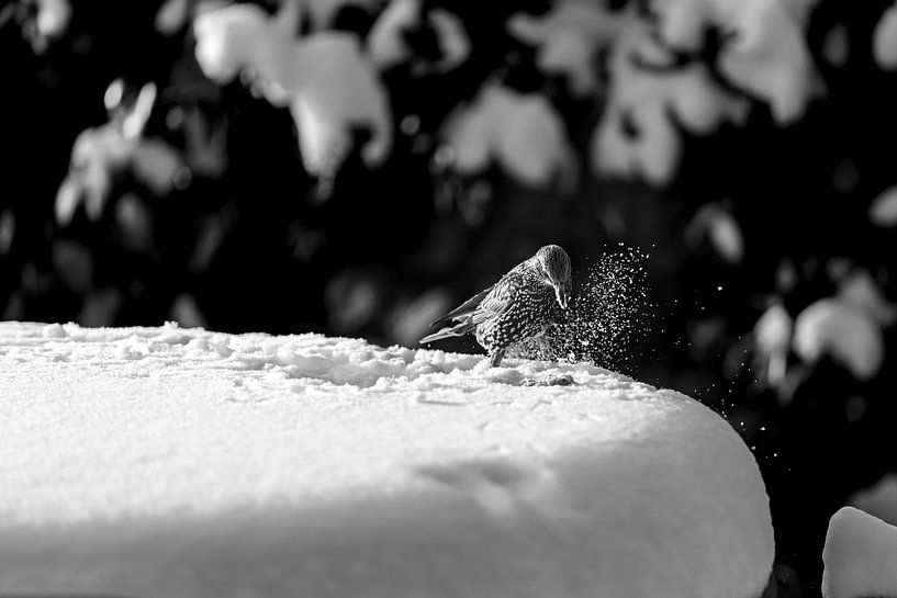 Spreeuw pikt in de sneeuw van Brigitte Jansen