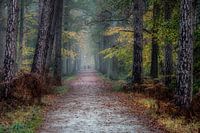 Herbst in den Peerdsbos