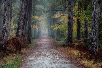 Herfst in het Peerdsbos