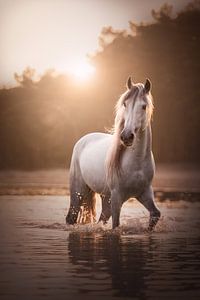 Magischer weißer Hengst | Pferde | Sonnenuntergang von Laura Dijkslag