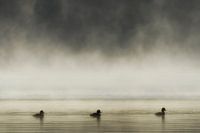 Trois Canards