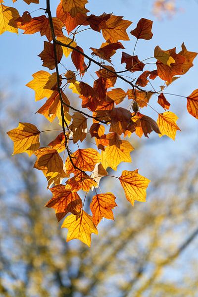 Leaves of a tulip tree, Liriodendron tulipifera by Heiko Kueverling