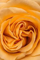 Gros plan, rose jaune orange