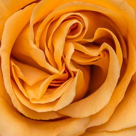 Nahaufnahme von einer gelbe orange Rose von Arie de Korte