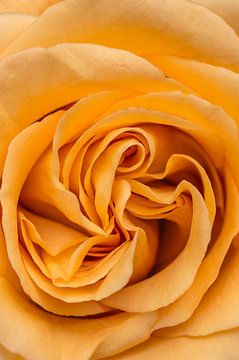 Close up van een geel oranje roos van Arie de Korte
