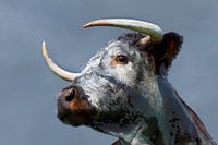 Longhorn 1