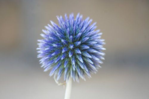 Kogeldistel