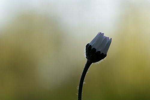 Flower bokeh