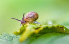 The snail on green by Gea Gaetani d'Aragona