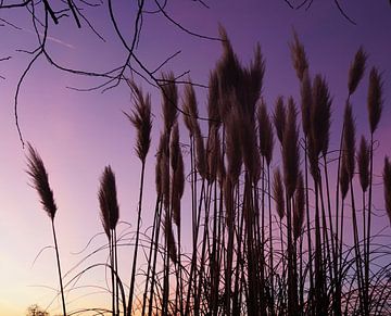 Sunrise van Angela Seubring