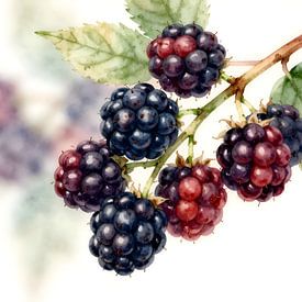 Rijpe bramen aan de tak van Kristin M