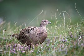 Pheasant by Marko Sarcevic
