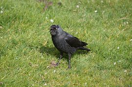 Kauw van Ronald en Bart van Berkel