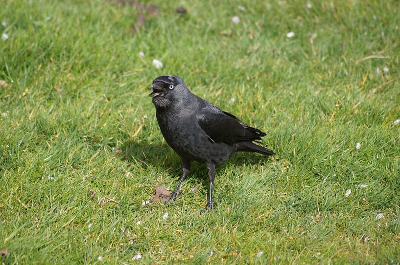 Kauw par Ronald en Bart van Berkel