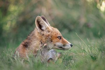 Young fox lies in grass and looks around
