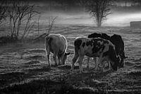 cows in black and white