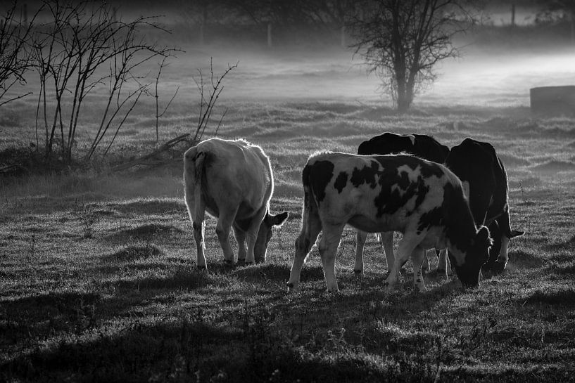 des vaches en noir et blanc par Bart Liesenborgs
