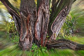 Battered Tree (but still alive and kicking)