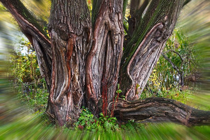 Battered Tree (but still alive and kicking) by Rob Boon