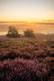 A misty moor at a beautiful dawn by Dennis van Zetten