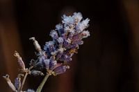 lavender covered in ice