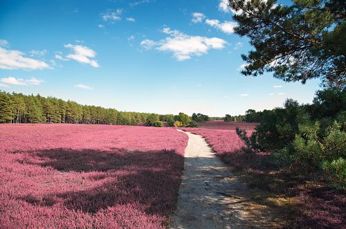 Heide