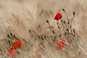 Rote Mohnblumen in goldenem Getreide
